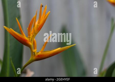 La fleur de la plante Fan Banana connue sous le nom d'oiseau du Paradis, de couleur jaune, est envahie par des insectes Banque D'Images