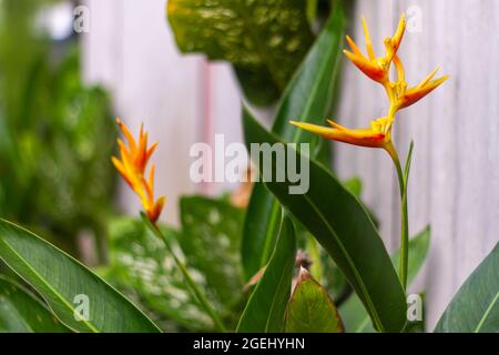 La fleur de la plante Fan Banana, connue sous le nom d'oiseau du Paradis, est jaune avec des feuilles vert foncé Banque D'Images