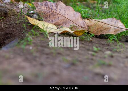 Les feuilles de Tabebuia qui tombent de l'arbre tombent au sol près de l'herbe Banque D'Images