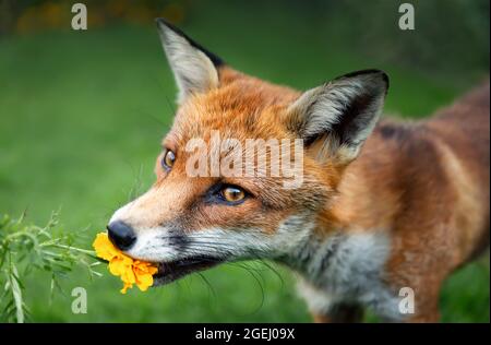 Gros plan d'un renard roux (Vulpes vulpes) qui goûtant une fleur de marigot en été, au Royaume-Uni. Banque D'Images