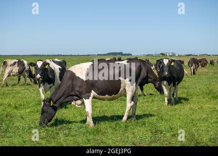 Les vaches frisonnes en champ, près de Ashburton, Canterbury, Nouvelle-Zélande Banque D'Images