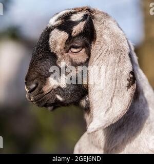 Petit portrait de chèvre de boueur sud-africain Banque D'Images