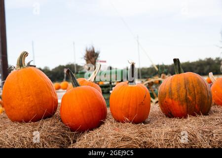 Une rangée de citrouilles d'automne, assises sur les balles de foin lors d'un festival d'automne, dans une zone de citrouille locale Banque D'Images