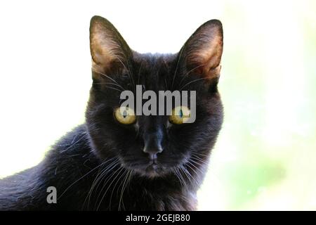 Chat noir adulte âgé (Felis catus) regardant directement l'appareil photo Banque D'Images