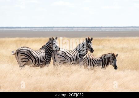 Famille des zébrures des plaines africaines sur les prairies de savane brune sèche qui parcourent et broutage. Photographie de la faune Banque D'Images