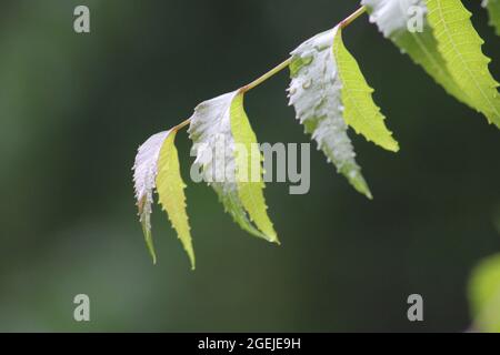 Goutte d'eau sur le dessus des feuilles Banque D'Images