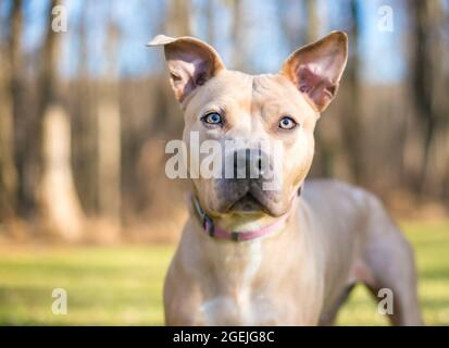 Chien mixte de race Pit Bull Terrier de couleur fauve avec de grandes oreilles Banque D'Images