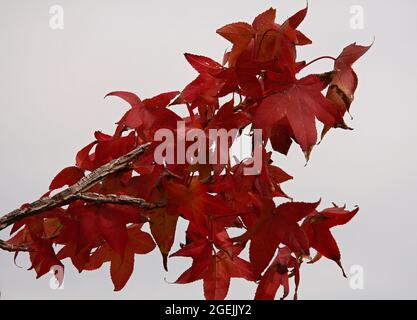 Branche de gomme sucrée avec ses feuilles rougeâtre caractéristiques silhouetées sur un ciel couvert de nuages blancs, photographie horizontale. Copier l'espace. Banque D'Images