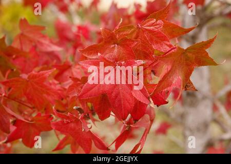 Gros plan des feuilles de gomme avec leur couleur rougeâtre automnale caractéristique. Mise au point sélective. Banque D'Images