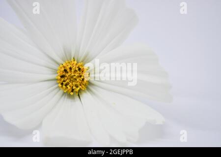 Fleur de cosmos blanche (Cosmos bipinnatus) sur fond blanc Banque D'Images