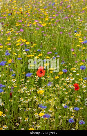 Ravissant Cornfield annuals (prairie de fleurs) en pleine floraison Banque D'Images