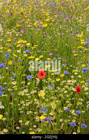 Ravissant Cornfield annuals (prairie de fleurs) en pleine floraison Banque D'Images