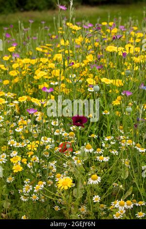 Ravissant Cornfield annuals (prairie de fleurs) en pleine floraison Banque D'Images