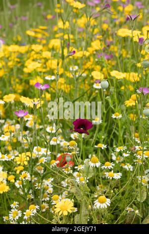 Ravissant Cornfield annuals (prairie de fleurs) en pleine floraison Banque D'Images