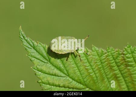 Insecte vert de nymphe plus ancien (Palomena prasina) de la famille des Pentatomidae sur une feuille de framboise. Jardin hollandais, été, août. Banque D'Images