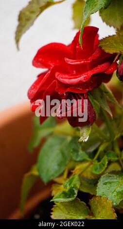 Gros plan de la rose du Bengale rouge et des feuilles avec des gouttes d'eau dans un pot de plantes Banque D'Images