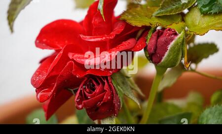 Gros plan de la rose du Bengale rouge et des feuilles avec des gouttes d'eau Banque D'Images