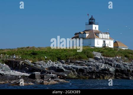 Mouettes autour du phare d'Egg Rock dans le parc national Acadia, dans le Maine. L'île est un sanctuaire d'oiseaux, dans le cadre de la Maine Coastal Islands Wildlife Ref Banque D'Images