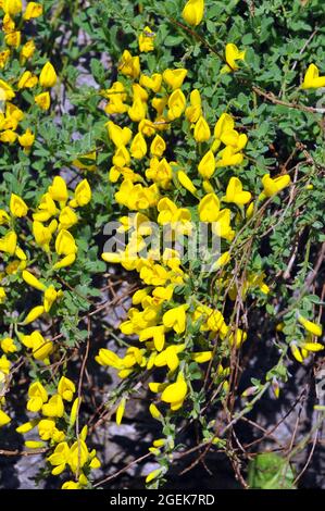 Prostrate Broom, Cytisus decumbens, kúszó zanót, Europe Banque D'Images