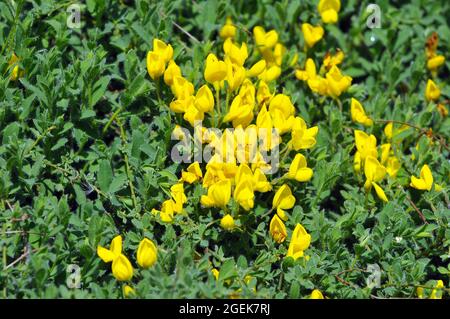 Prostrate Broom, Cytisus decumbens, kúszó zanót, Europe Banque D'Images