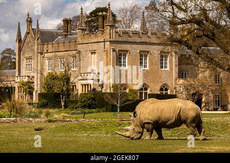 Royaume-Uni, Angleterre, Oxfordshire, Burford, Cotswold Wildlife Park, Rhino nourrissant par le renouveau gothique victorien Bradwell Grove Manor House Banque D'Images