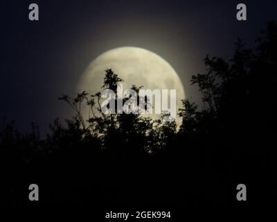 Minster on Sea, Kent, Royaume-Uni. 20 août 2021. Météo au Royaume-Uni : la lune de gibbous presque pleine de cire vue s'élevant à Minster sur la mer, dans le Kent ce soir. Ce week-end, vous verrez une rare 'Blue Moon' - la deuxième pleine lune dans un mois calendaire. Crédit : James Bell/Alay Live News Banque D'Images
