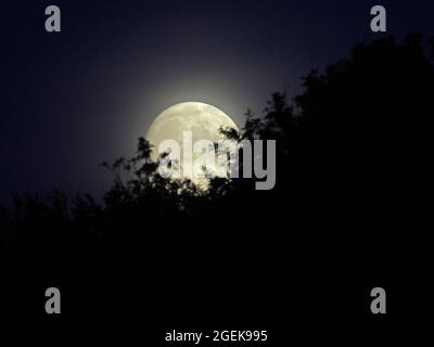 Minster on Sea, Kent, Royaume-Uni. 20 août 2021. Météo au Royaume-Uni : la lune de gibbous presque pleine de cire vue s'élevant à Minster sur la mer, dans le Kent ce soir. Ce week-end, vous verrez une rare 'Blue Moon' - la deuxième pleine lune dans un mois calendaire. Crédit : James Bell/Alay Live News Banque D'Images