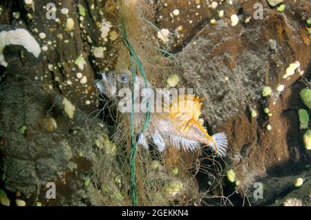 Chabot de Bighead mort suspendu de la ligne de pêche perdue sur un lac Baikal. Problème de matériel fantôme - tout matériel de pêche qui a été abandonné Banque D'Images