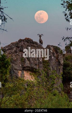 Chèvre de montagne au sommet de quelques falaises avec la pleine lune dans le ciel du coucher du soleil, Sierra de Cazorla (double exposition) Banque D'Images