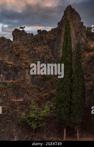 Chèvre de montagne sur les falaises de l'amphithéâtre du château de la Iruela dans la Sierra de Cazorla. Banque D'Images