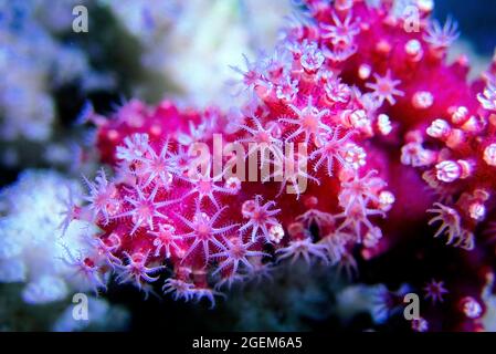 Chili Corail mou non photosynthétique - (Nephthyigorgia sp.) Banque D'Images