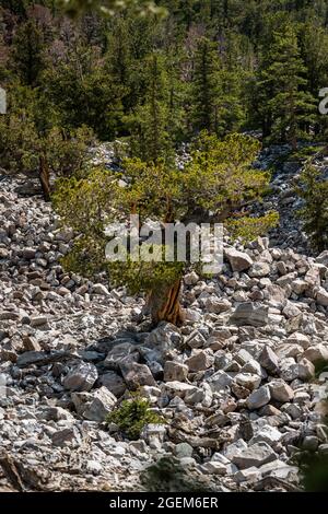 Mille ans vieux Bristlecone Tree pousse DANS Boulder Field dans le parc national de Great Basin Banque D'Images