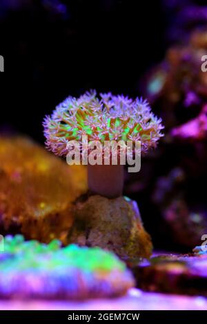 Sarcophyton est un genre de coraux de la famille des Alcyoniidae qui sont généralement gardés dans les aquariums récifaux Banque D'Images