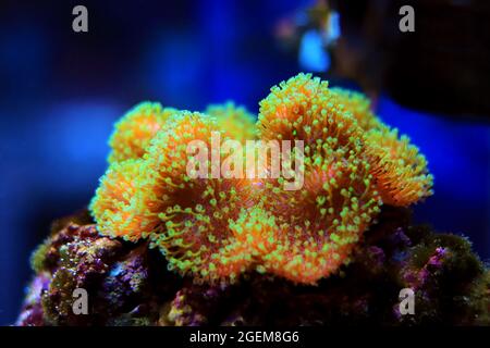 Sarcophyton est un genre de coraux de la famille des Alcyoniidae qui sont généralement gardés dans les aquariums récifaux Banque D'Images