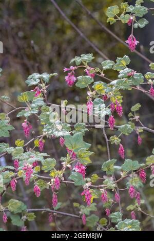 fleurs roses sauvages en pleine fleur accrochant les branches d'un arbre Banque D'Images