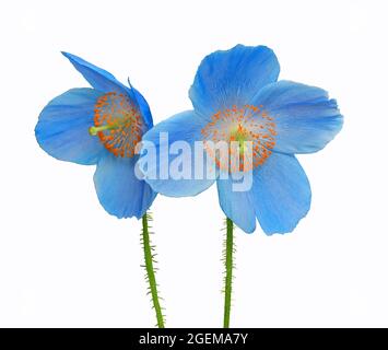 Fleurs de pavot bleues - isolées sur fond blanc Banque D'Images