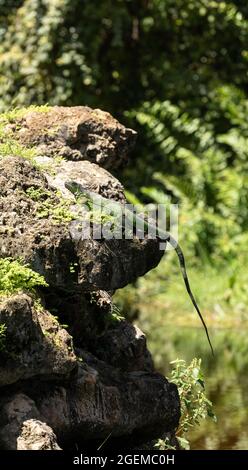 Le lézard vert d'Iguana s'appelle également Iguana iguana se met au soleil sur un rocher à Naples, en Floride Banque D'Images