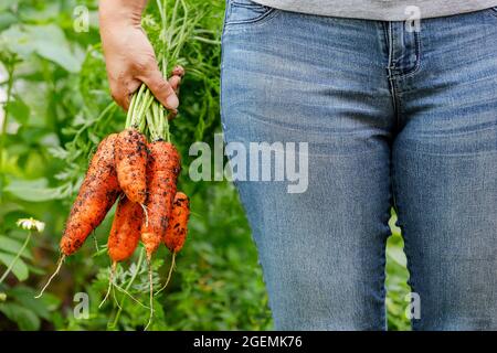 Une photo en gros plan de la conservation des carottes fraîchement récoltées encore couvertes de terre. Banque D'Images