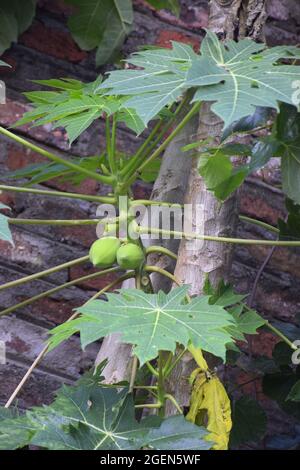 Petit papaya couvert de papaya, mur de briques en arrière-plan. Banque D'Images