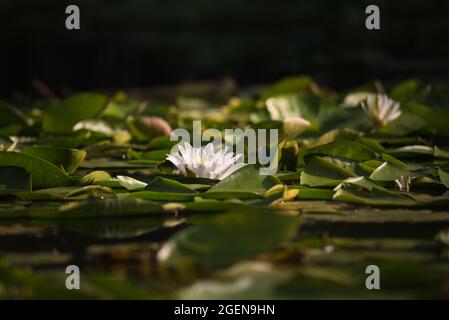 Belles fleurs sauvages de nénuphars blancs avec feuilles vertes sur l'étang en été Banque D'Images