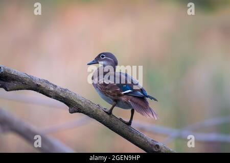 Gros plan sur le magnifique canard mandarin (Aix galericulata), assis sur une branche d'arbre sèche sur fond de nature Banque D'Images