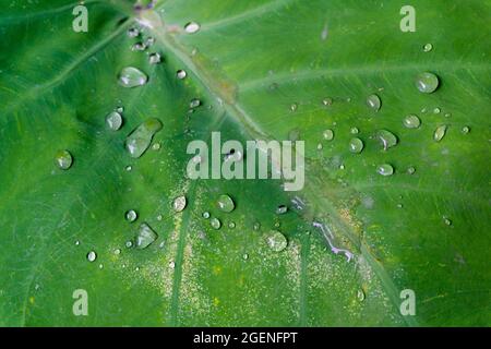 Gros plan de gouttelettes d'eau sur les feuilles de Colocasie. En raison de ses propriétés de résistance à l'eau, l'eau ne mouille pas les feuilles et ne reste pas sur la surface Banque D'Images