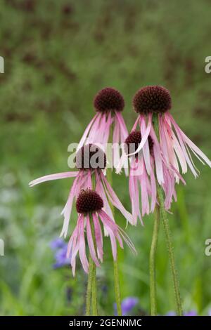 Rose pâle conechinacea pallida dans le jardin d'été du Royaume-Uni juillet Banque D'Images