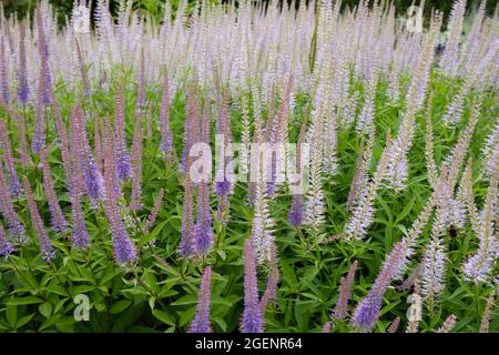 Fleurs d'été rose pâle de Veronicastrum virginicum également connu sous le nom de Culver's Root UK July Banque D'Images