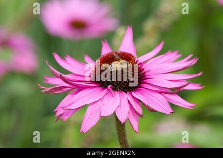 Rose vif échinacea purpurea , également connu sous le nom de fleurs de cône Royaume-Uni jardin d'été juillet Banque D'Images