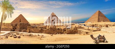 Égypte Pyramides et Sphinx panorama derrière le palmier avec un chameau à côté, le Caire, Gizeh Banque D'Images