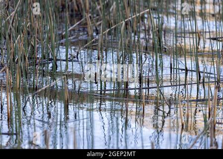 Le bord d'un lac calme avec de l'herbe de réedy mince qui pousse hors de l'eau Banque D'Images