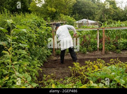 05 août 2021, Schleswig-Holstein, Heide: Un jardinier de lotissement travaille dans son jardin de lotissement. Pendant longtemps, les jardins d'allotement ont été considérés comme plutôt bourgeois - mais pendant ce temps aussi les jeunes découvrent les jardins d'allotissement pour eux-mêmes. (À dpa 'autosuffisance et petites escapades urbaines - jardins d'allotement dans le nord') photo: Daniel Bockwoldt/dpa Banque D'Images