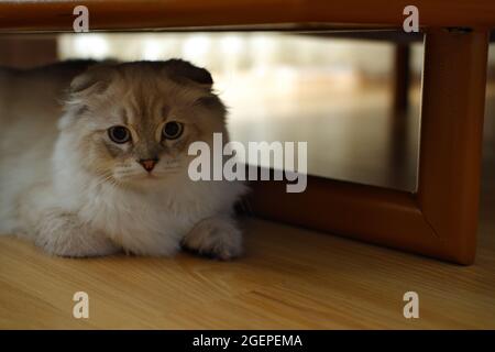 Chat écossais à la maison, en effervescence blanche Banque D'Images