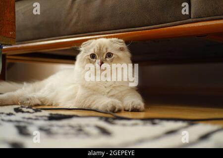 Chat écossais à la maison, en effervescence blanche, couché sous un canapé Banque D'Images